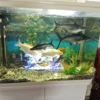 ماهی کوسه و ماهی کوی
