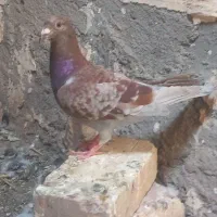 مجسمه کبوتر بورمگس
