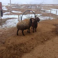 میش چاق وبز