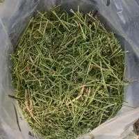 خرگوش و همستر