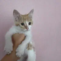 واگذاری بچه گربه