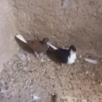 تعدادی کبوتر