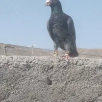 سار سیاه