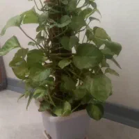 گل پتوس