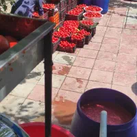 آبگیری گوجه در محل سیار