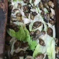 حلزون آلبینو