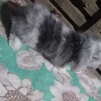 خرگوش لوپی اصلی