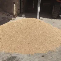 نخود لرستان تمیز و بوجاری شده درشت و زودپز...