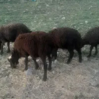 بره سبک  ۶ عدد