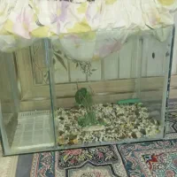 اکواریم