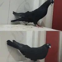 کبوتر زاغ چشم نوک سفید نر و ماده