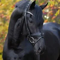 اسب