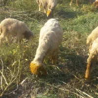 بره قوچ