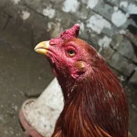 خروس لاری اصل
