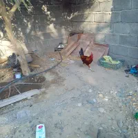 خروس فروشی