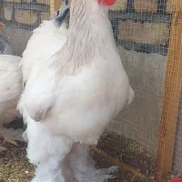 خروس برهما لایت