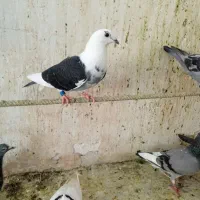 بار جدید پلاکی رسید