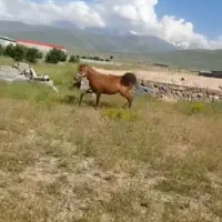 نریمان کرد 4ساله فیکس