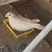 کفتر|پرنده|آران و بیدگل, |دیوار