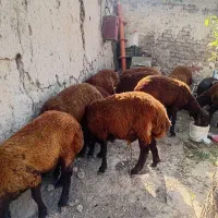 ۱۴عدد توخلی سالم وسرحال کیلو۷۵۰