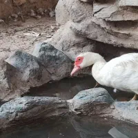 اردک روسی