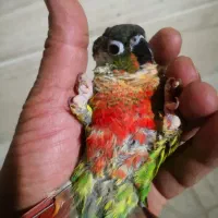 جوجه گرینچیک یلوساید