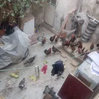 تعدادی خروس به فروش می رسد