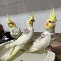 جوجه عروس هلندی