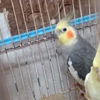 عروس هلندی نر در هندیجان