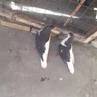 کبوتر چپ سیاه شقه