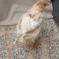 جوجه خروس سفید