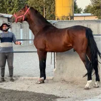نریان دوسر پرشی