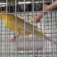 قناری رسمی بلند