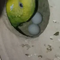 مرغ عشق ماده