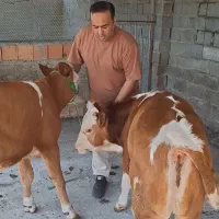 مونت  بندر ترکمن