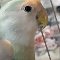 کوتوله برزیلی ومرغ عشق