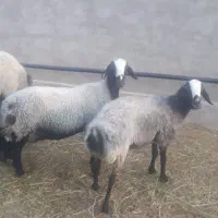 دو عدد میش اصل شال