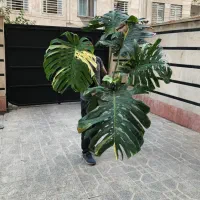 مانسترا تای ابلق۵برگی و۶برگی هر برگ بالایه ۹۰سانت