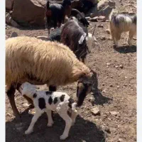 بره پرواری نر