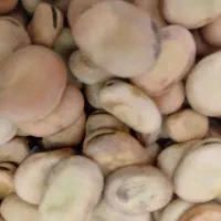 باقلا درجه ۱