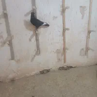 جوجه پلنگ