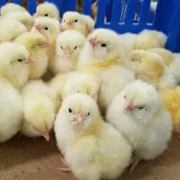 جوجه گوشتی