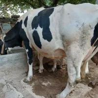 فروش یک راس گاو