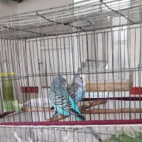 جفت مرغ عشق