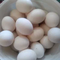 تخم مرغ محلی