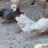 یک جفت طوقی قرمز زرد