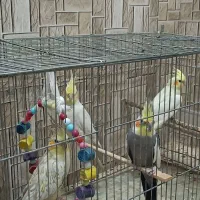 عروس هلندی