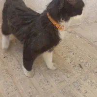 گربه