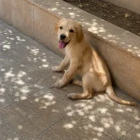 توله گلدن رتریور ماده