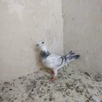 پلاکی ماده ثبتی اراکم ارسال دارم